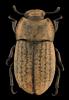 Opatrum sabulosum sculptum